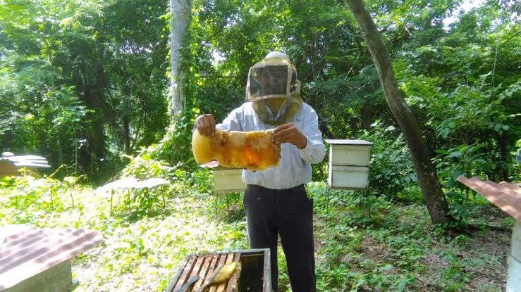 Miel de abeja 